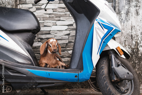 A little goat on a bike photo