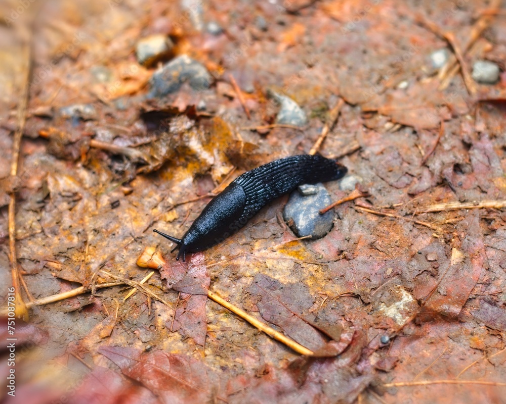 A large black slug gracefully traverses the ground, set against a vibrant tapestry of orange autumn leaves. A large black slug gracefully traverses the ground, set against a vibrant tapestry of orange autumn leaves.