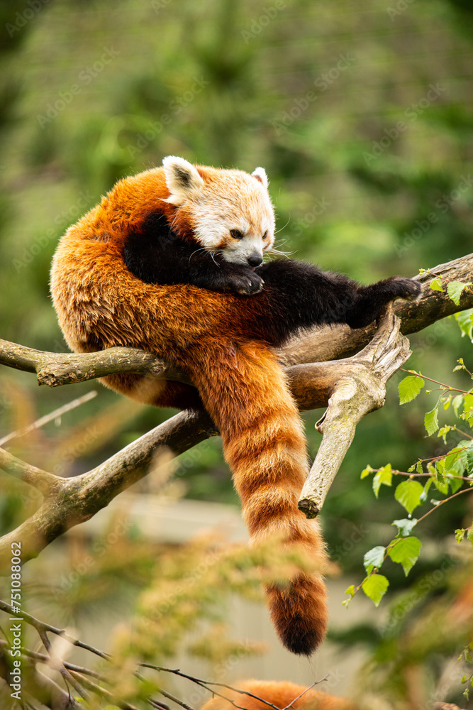 Fototapeta premium Red panda cleaning time
