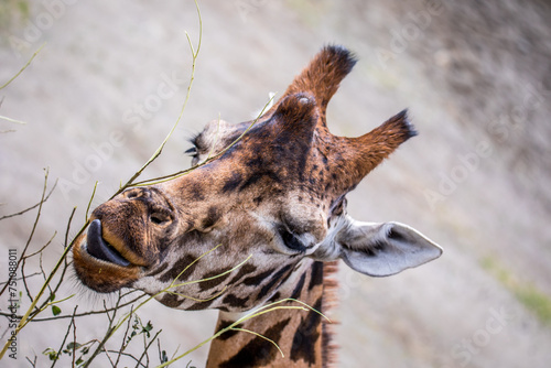 Feeding giraffe