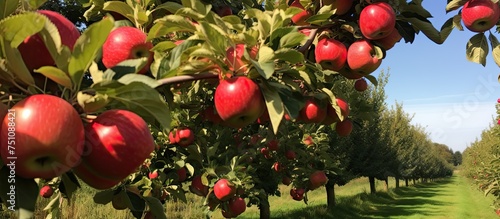 A row of ripe red apples is hanging from a tree in a vibrant orchard setting. The apples are ready for harvest, glistening in the sunlight on a sunny day in Kent, UK.