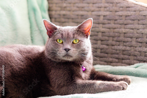 British shorthair cat looking straight into the camera