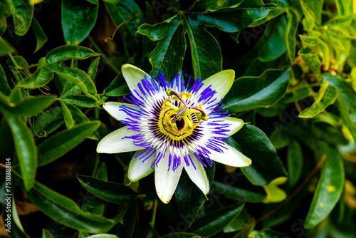 Immerse yourself in the mesmerizing beauty of nature with this single blooming Bluecrown Passionflower. photo