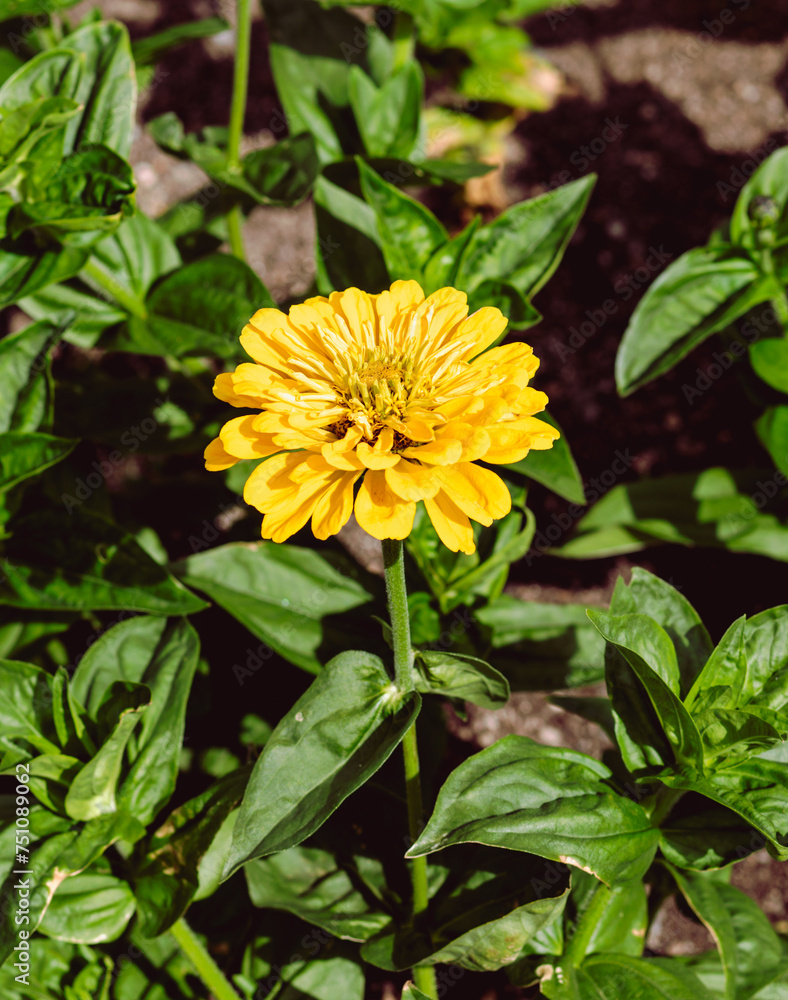 Bask in the radiant glow of nature with this captivating photo featuring a yellow zinnia flower illuminated by the direct rays of the sun. Bask in the radiant glow of nature with this captivating photo featuring a yellow zinnia flower illuminated by the direct rays of the sun.