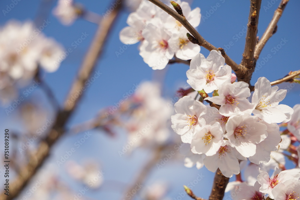 桜 桜