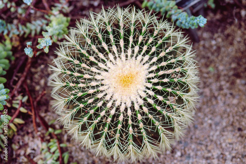 Explore the captivating beauty of arid landscapes with this stunning photo featuring a Barrel Cactus seen from a top-down perspective. 