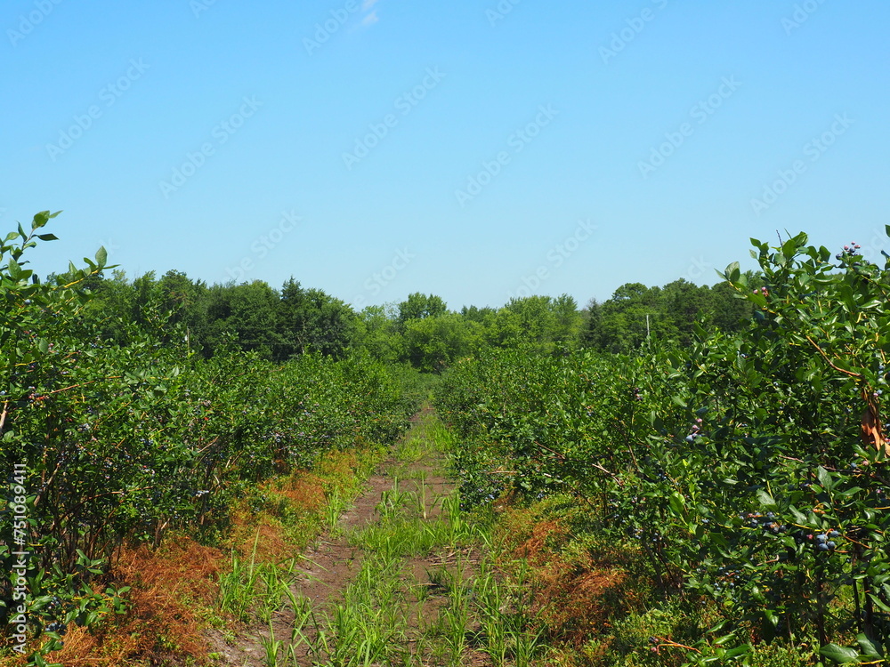 Scenic Beauty: Stunning Blueberry Farm Landscape, Fruit harvest