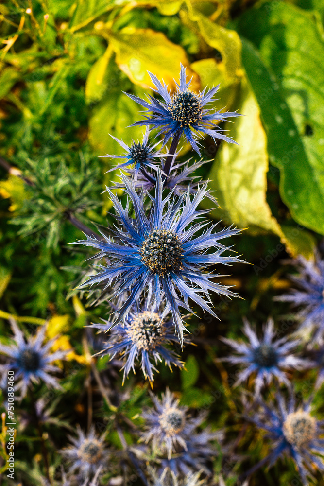 Queen-of-the-Alps flowers create a mesmerizing cluster, their vibrant hues standing out amidst the rugged beauty of the alpine landscape. 