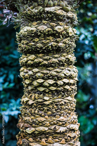 Explore the intricate beauty of the natural world with this captivating photo, featuring a close-up shot of the textured trunk of a Cycas pectinata tree.  photo