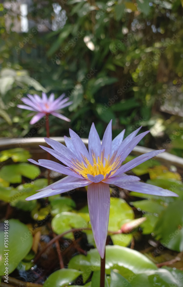 Purple Water Lily Bloom in a Lush Pond Purple Water Lily Bloom in a Lush Pond