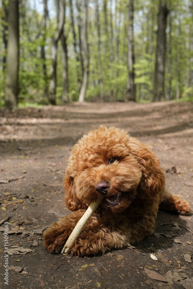 Small poodle puppy gnawing a stick Small poodle puppy gnawing a stick