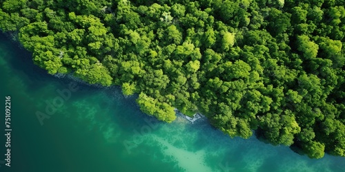 Aerial top view of mangrove forest. Drone view of dense green mangrove trees captures CO2. Green trees background for carbon neutrality and net zero emissions concept.