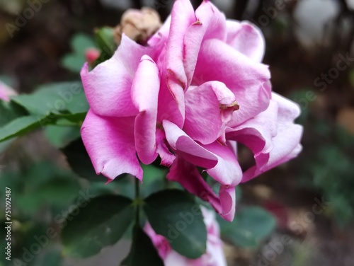 a pink rose in the garden, una rosa de color rosa en el jardín 