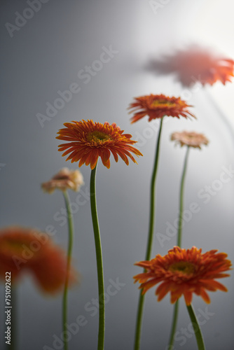 Macro photo of gerbera flower on floral background. select focus