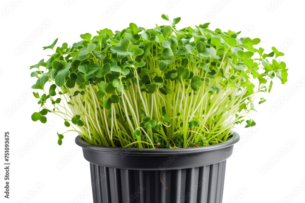Potted seedlings. Potted vegetables. Cut fresh green radish isolated on transparent background. Potted seedlings. Potted vegetables. Cut fresh green radish isolated on transparent background.
