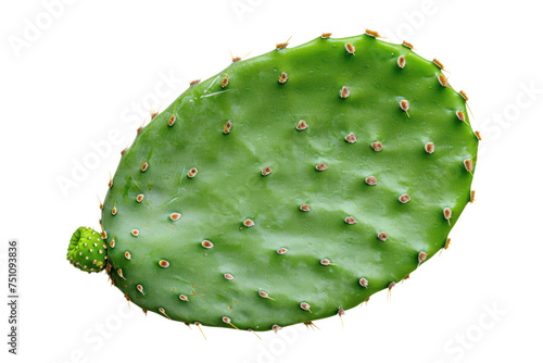 Thornless green cactus leaves (Opuntia ficus-indica). Cactus isolated on transparent background. photo