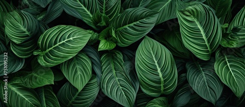 Wallpaper Mural This close-up view showcases the intricate details of a vibrant green leafy plant, with its lush Thai ornamental leaves creating a stunning texture. The focus is on the natural beauty and texture of Torontodigital.ca