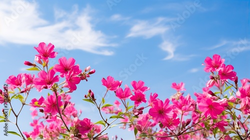 flowers bright sky background 