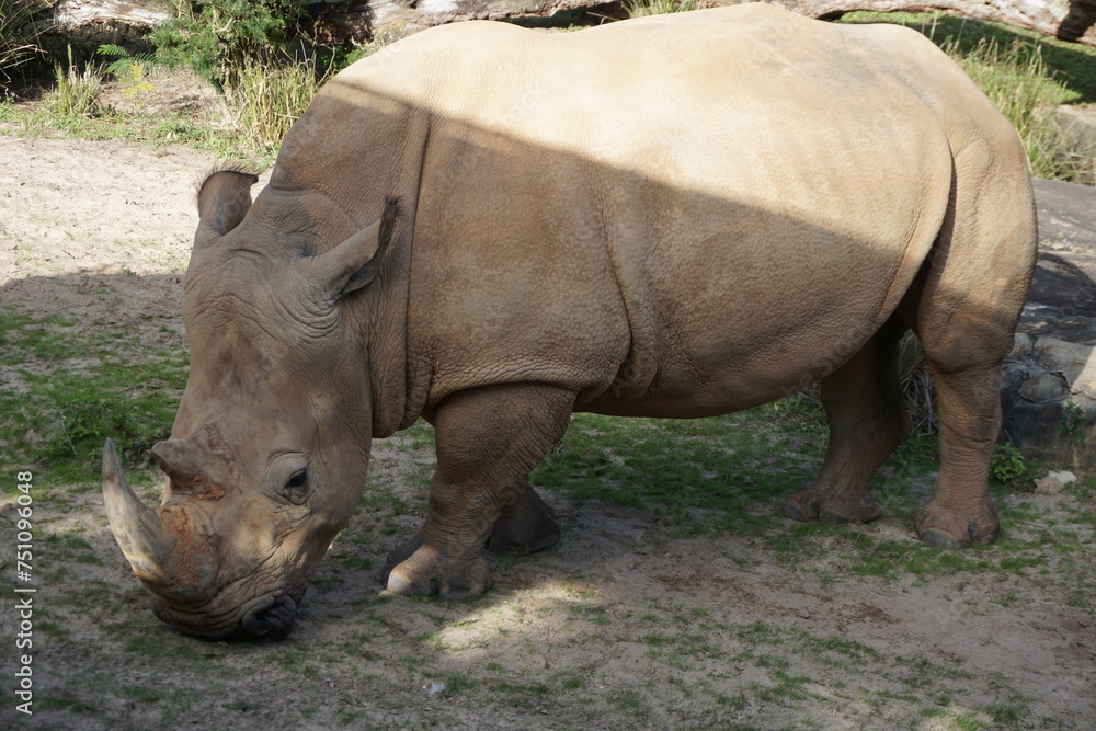 Fototapeta premium rhino