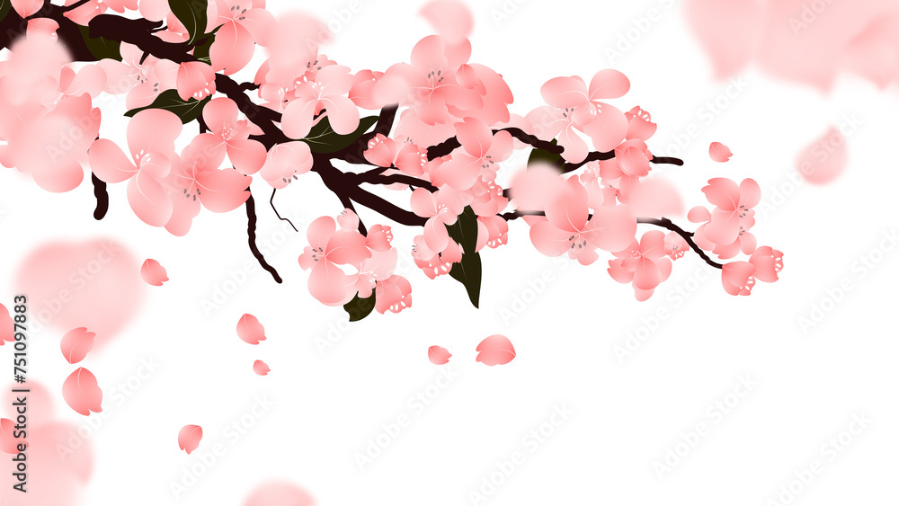 Cherry bloom branch background, Pink sakura flower wallpaper. Spring floral falling petals frame border.