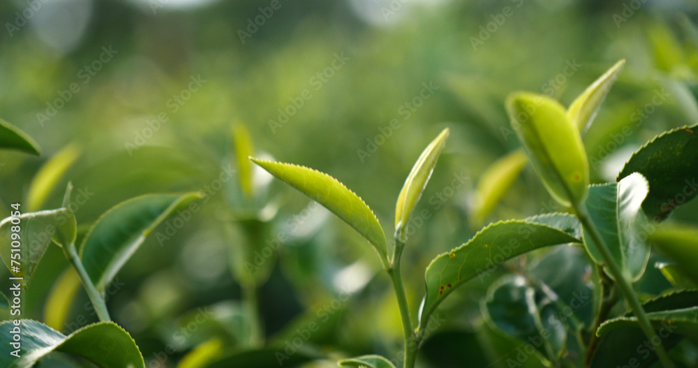 Green tea tree fresh leaves in eco herbal farm. Tree tea plantations in morning sun light. Freshness herbal natural garden farmland. Drinking organic relax heath plant. Green tea tree in farm Green tea tree fresh leaves in eco herbal farm. Tree tea plantations in morning sun light. Freshness herbal natural garden farmland. Drinking organic relax heath plant. Green tea tree in farm