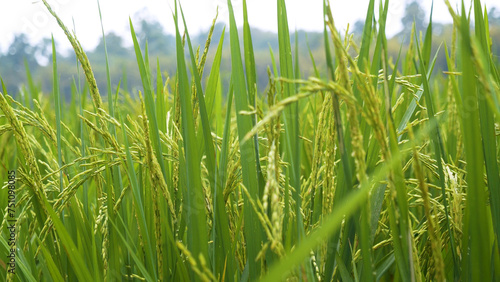 Rice Field Green agriculture ecosystem Asian rice paddy field Vietnam green farm. Harvest agriculture planting cultivation golden green rice terraces in organic farm with tropical natural sunrise.