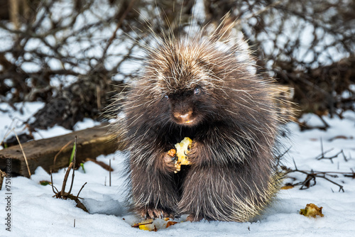 porcupine (north american, wild) sitting on it's haunchs in snow  eating an apple clasped in its front claws full frontal to camera eyes visible shot on the niagra escarpment ontario canada march photo