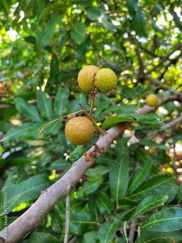 Fresh longan fruit still on the tree, photographed after the rain and still looks wet