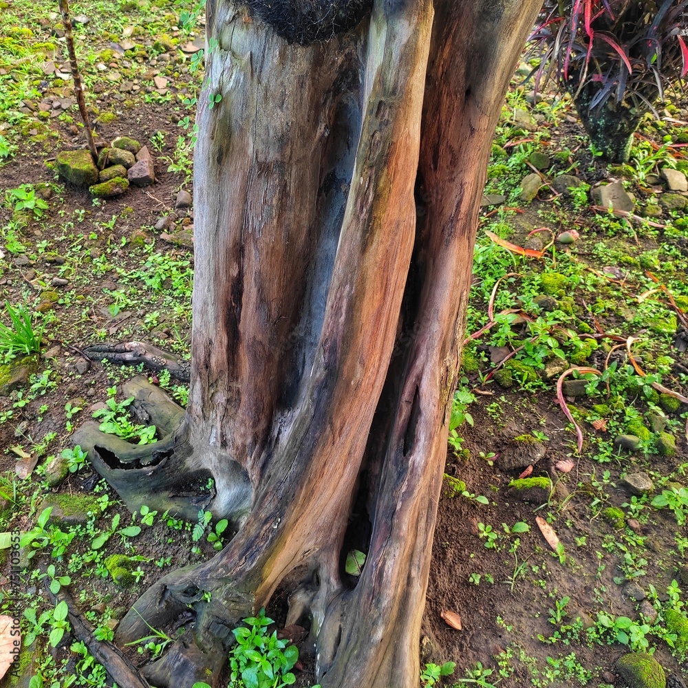 The chipped logs are eaten by termites. This wood is a water guava fruit tree that was cut down and then died