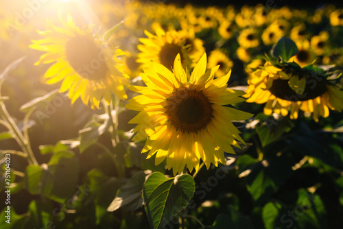 Sunlight on sunflowers in field photo