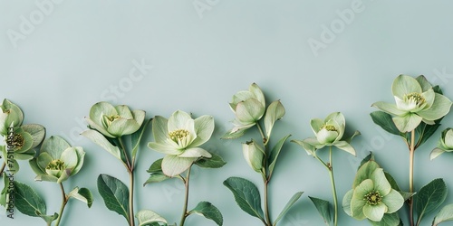 Row of white hellebore flowers against a pastel green background, ideal for springtime and gentle botanical themes.


