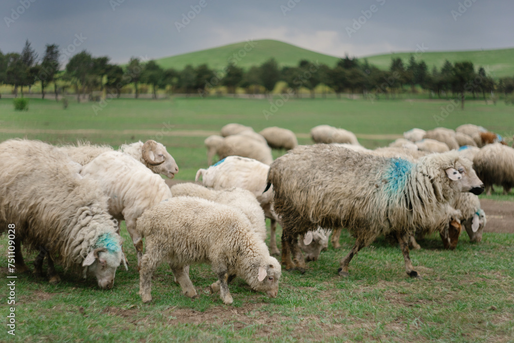 
sheep graze in the meadow