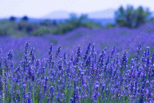 beautiful lavender field on a summer day, lavender flowers are close-up in the foreground