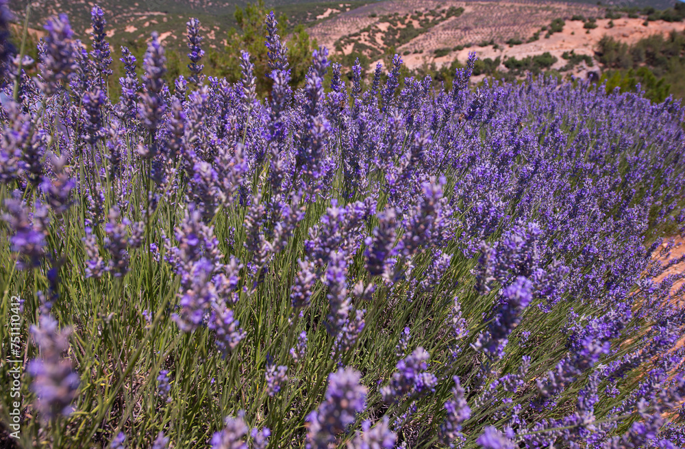 Fototapeta premium beautiful lavender field on a summer day, lavender flowers are close-up in the foreground
