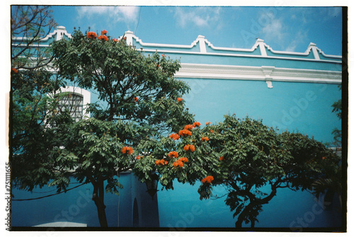 Film street with mexican wall and Royal Poinciana Tree photo