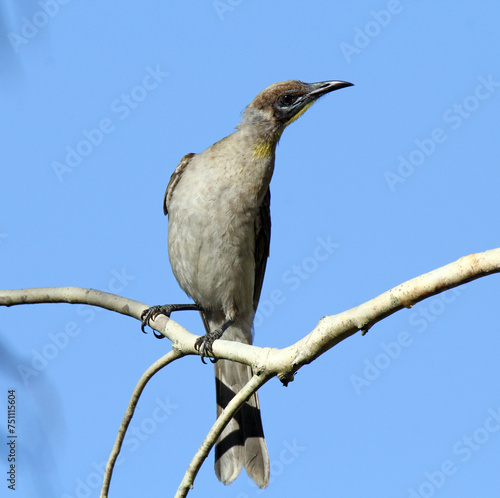 Little friarbird bird sitting on a tree branch photo