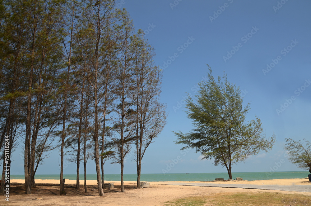 Panare Beach is a beautiful, clean white beach. fresh air The surrounding area has long shady pine trees, beautiful and suitable for relaxing. Located at Pattani Province in Thailand. Panare Beach is a beautiful, clean white beach. fresh air The surrounding area has long shady pine trees, beautiful and suitable for relaxing. Located at Pattani Province in Thailand.