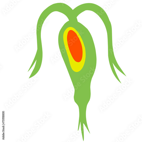 Copepod Microorganism Cartoon