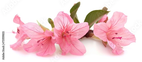 Several pink flowers are arranged neatly on a white surface, creating a simple yet elegant composition.
