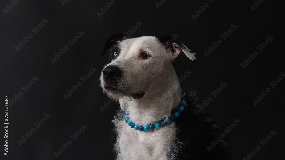 Mixed Race Dog Portrait On The Dark Background Mixed Race Dog Portrait On The Dark Background