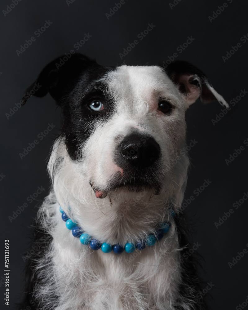 Black And White Dog Studio Portrait On The Dark Background Black And White Dog Studio Portrait On The Dark Background