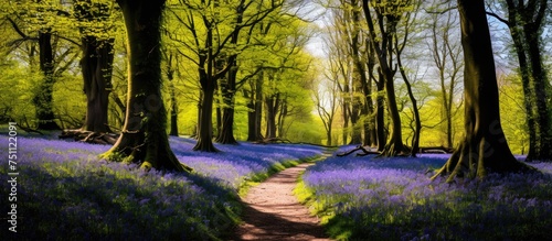 A path winds its way through a dense forest filled with vibrant purple flowers, creating a stunning display of color in the English springtime countryside.