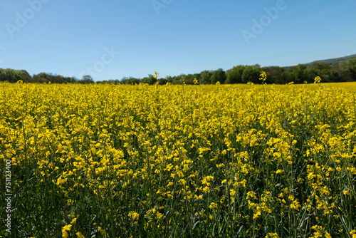 Rapeseed field in spring sunshine. © Sarolta Nagy