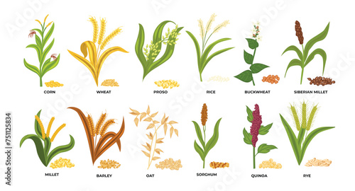 Set of Grass cereal crops set collection, agricultural cereal plant with seeds vector illustration, botanical farm of corn, wheat, proso, rice, buckwheat, millet, barley, oat, sorghum, quinoa, rye.