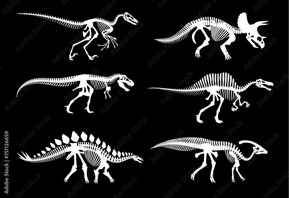 Fototapeta premium Dinosaur fossil skeletons and Jurassic dino bones imprints, vector white silhouettes. Dinosaur archeology fossil skeletons of extinct reptile, T-rex tyrannosaurus or velociraptor and stegosaurus bones