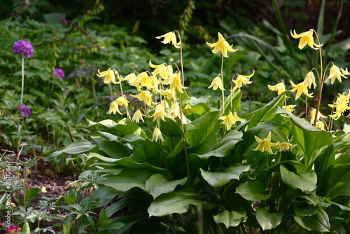 Spring morning. The erythronium with yellow flowers and fresh green leaves is distinguished from other plants in a flower bed.