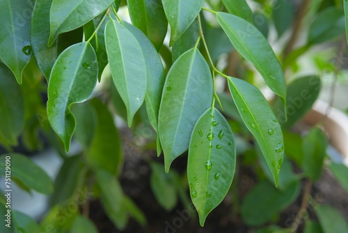 Ficus benjamina leaves growth in tgarden. Pohon beringin