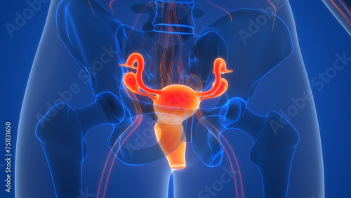 Wallpaper Mural Female Reproductive System Anatomy Torontodigital.ca