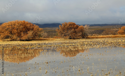 Romantic scenery with ducks - Bosque del Apache National Wildlife refuge, New Mexico