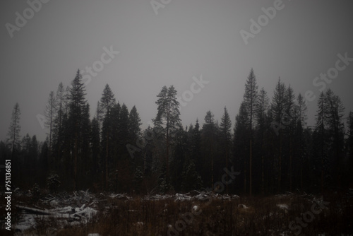 Forest in the fog. Dark forest and gray sky. Overcast weather.
